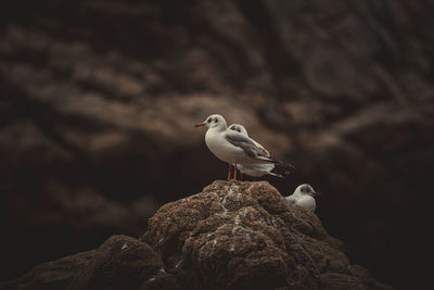 Seagull perching on rock