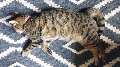 High angle view of cat lying down