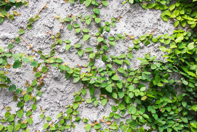 Full frame shot of ivy growing on wall