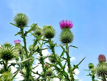 Low angle view of purple flowering plants against sky