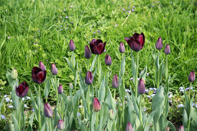 Close-up of purple tulip flowers on field