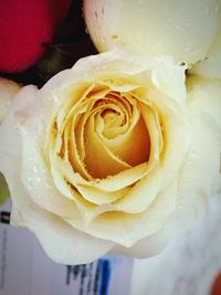 Close-up of yellow rose