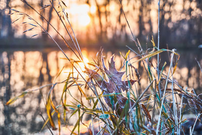 Close-up of dry plants during sunset