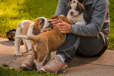 Portrait of dog sitting on field