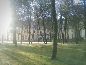 Sun shining through trees