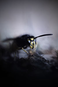 Macro shot of bee