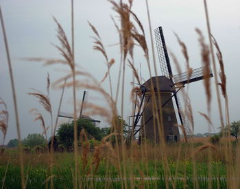 Rural landscape