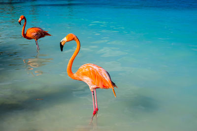 Birds in a lake