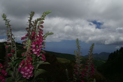 Pink flowers blooming against cloudy sky