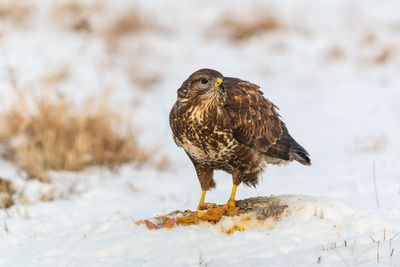 Close-up of bird perching on snow