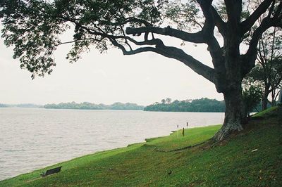 Bare trees by lake