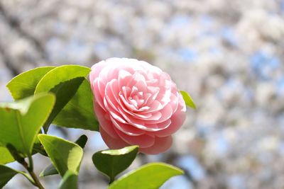 Close-up of pink rose blooming outdoors