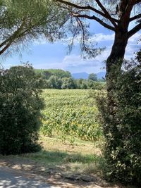 Scenic view of field against sky