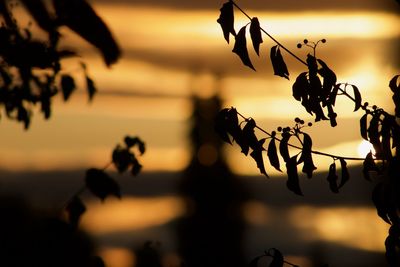 Close-up of silhouette plants against sky during sunset