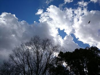 Low angle view of silhouette trees against sky