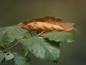 Close-up of wilted rose