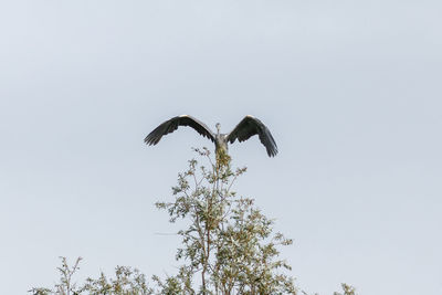 Low angle view of eagle flying against clear sky