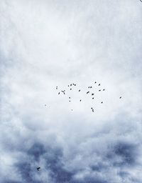 Low angle view of birds flying in sky