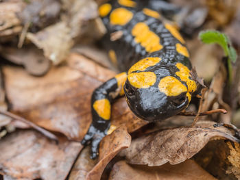 Close-up of yellow snake