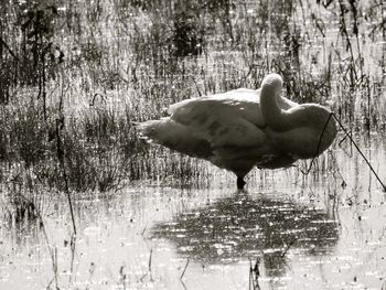 Duck on field