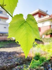 Close-up of maple leaves on tree in city