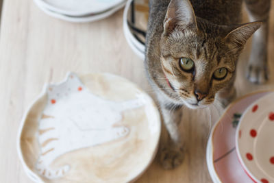 High angle view of cat on table