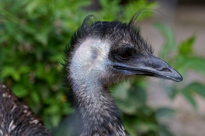 Close-up of a bird looking away