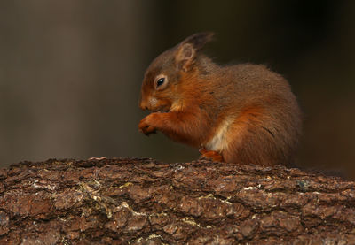 Close-up of squirrel on tree