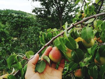 Midsection of person holding fruits on tree