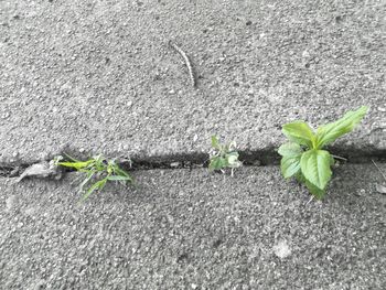 Plants growing on ground