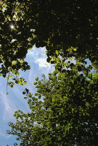 Low angle view of tree against sky