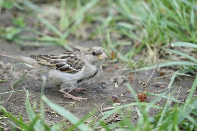 High angle view of bird perching on a field