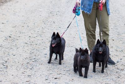 Low section of person with dog walking on street