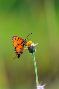 Close-up of butterfly pollinating on flower outdoors