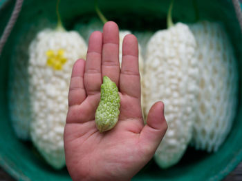 Close-up of hand holding leaf