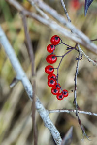 Close-up of red berry plant