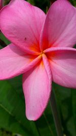 Close-up of pink flower