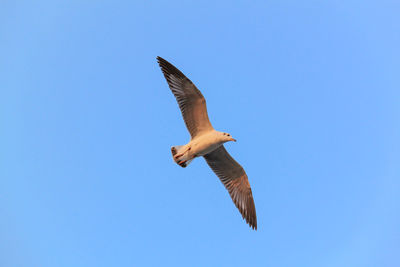 Low angle view of seagull flying against clear blue sky