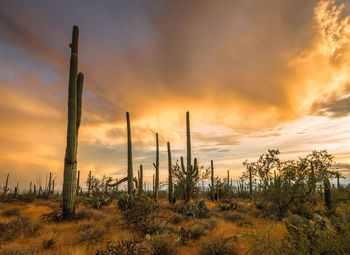 Scenic view of field against sky during sunset