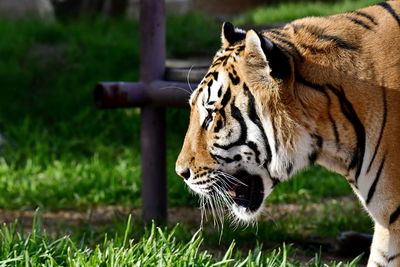 Bengal tiger