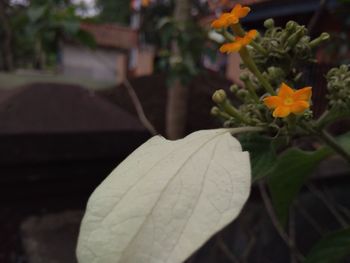 Close-up of flowering plant