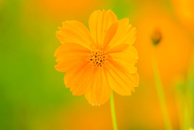 Close-up of yellow cosmos flower