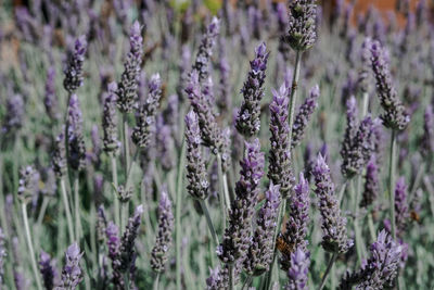 Close-up of purple flowering plants on field