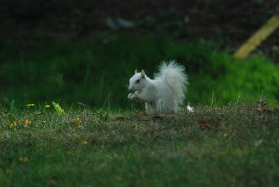 View of a white squirrel on field