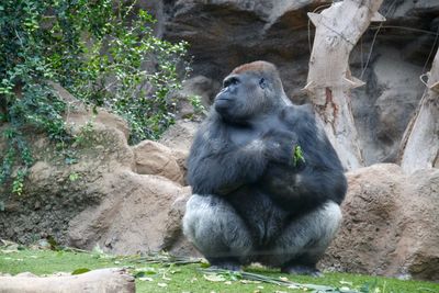 Low angle view of gorilla in zoo