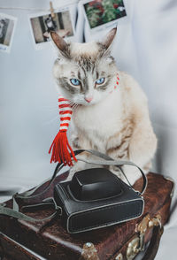 Portrait of cat on table at home