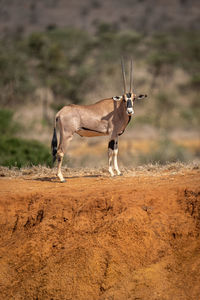 Gemsbok stands