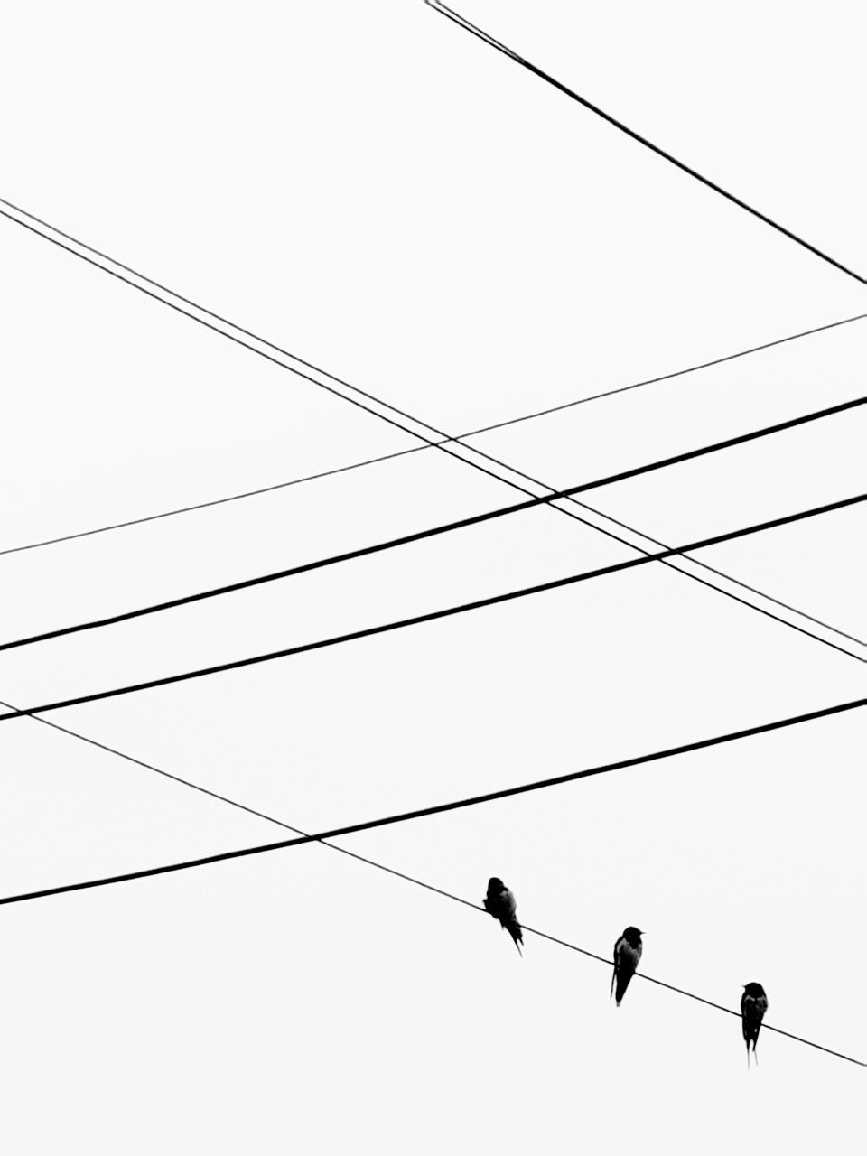 LOW ANGLE VIEW OF BIRDS ON CABLE AGAINST SKY
