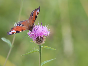 Close-up of honey bee on thistle