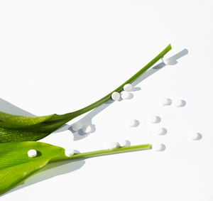 High angle view of lemon and leaf over white background